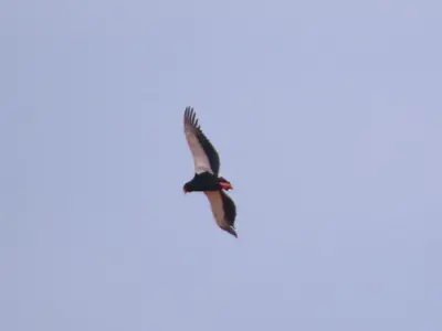 a bird flying in the sky at Mbaula lodge in Letaba Wildlife Reserve