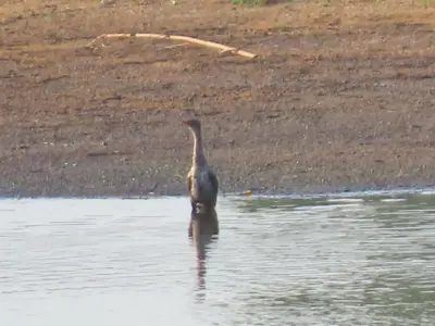 a bird is standing in the water at Mbaula lodge in Letaba Wildlife Reserve