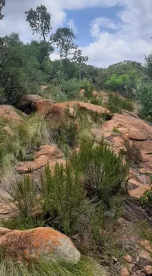 a field of rocks and grass with bushes and trees at Assegai Lodge in Moheme