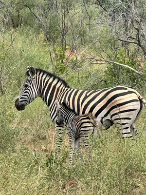 a zebra and a baby zebra standing in a field at Assegai Lodge in Moheme
