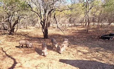 a group of pigs standing in a field at Erdvark Bosbreek in Marloth Park