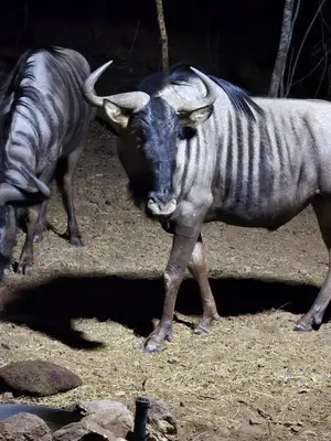 two zebras standing next to each other at Dindingwe in Marloth Park