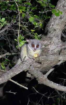 a monkey sitting on top of a tree branch at Dindingwe in Marloth Park