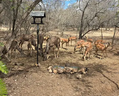 a group of animals standing around in a field at Dindingwe in Marloth Park