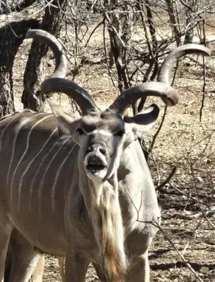 an animal with long horns standing in a field at Dindingwe in Marloth Park