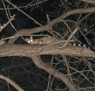 a leopard sitting on a tree branch at night at Dindingwe in Marloth Park