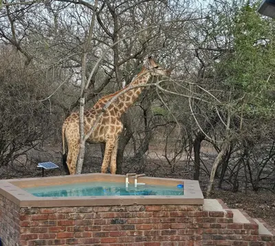 a giraffe eating leaves from a tree next to a bath tub at Dindingwe in Marloth Park