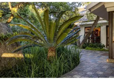a palm tree in front of a house at Sheppard Boutique Hotel in Nelspruit