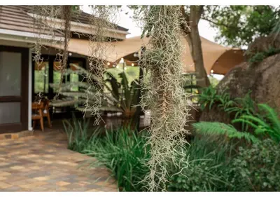 a plant hanging from the side of a building at Sheppard Boutique Hotel in Nelspruit