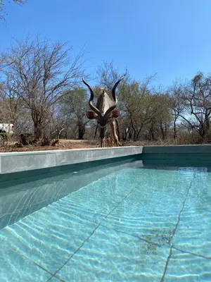 a statue of a antelope standing next to a swimming pool at Chikunda Hayes in Marloth Park