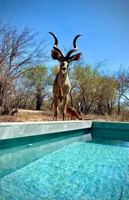 a antelope standing on the edge of a swimming pool at Chikunda Hayes in Marloth Park