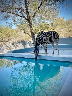 a zebra standing next to a pool of water at Krugers elegant escape The Kop in Marloth Park