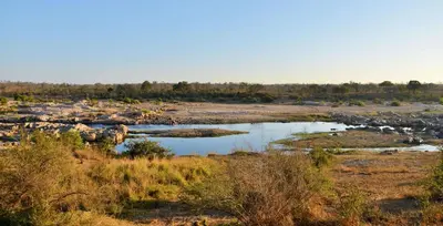 a group of birds standing in a field with water at Mjejane River Lodge in Hectorspruit