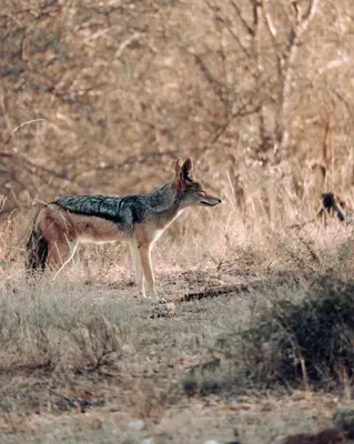 a coyote standing in the grass in a field at Maninghi Lodge in Balule Game Reserve