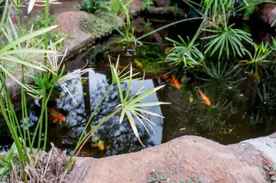 a garden with a pond with goldfish in it at 61 On Ireland Guest House and Conferencing in Polokwane