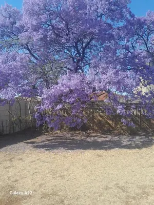 a tree with purple flowers in front of a fence at White House in Kempton Park