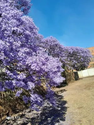 a flowering tree with purple flowers on it at White House in Kempton Park