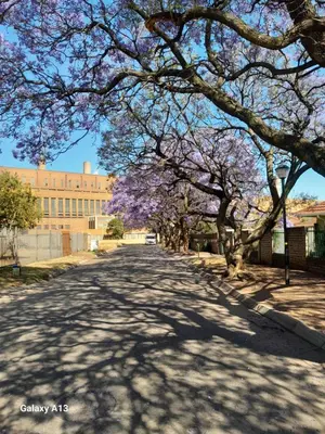 a tree lined street with purple trees in front of a building at White House in Kempton Park