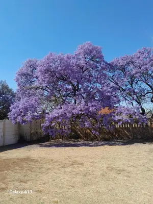 a tree with purple flowers on it in a field at White House in Kempton Park