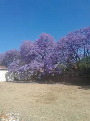 a group of trees with purple flowers in a field at Torremolinos City in Kempton Park