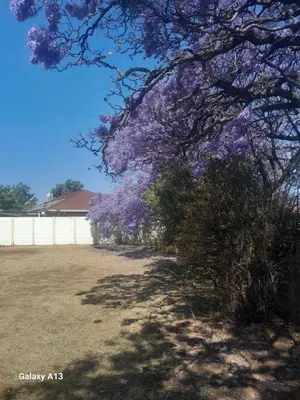 a tree with purple flowers on it in a yard at Torremolinos City in Kempton Park