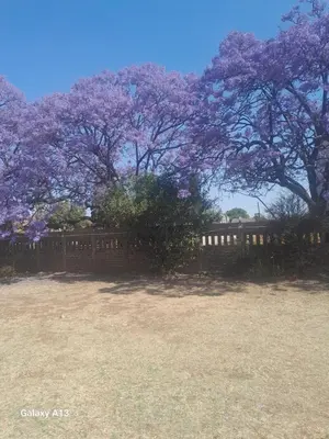 a fence under a tree with purple flowers at Torremolinos City in Kempton Park