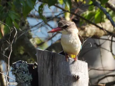 a bird sitting on top of a wooden post at DaGama Dam - White River - Kite - C11 in Swartfontein
