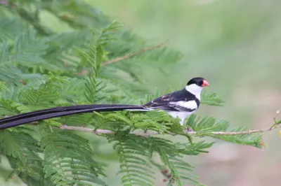 a black and white bird sitting on a tree branch at DaGama Dam - White River - Kite - C11 in Swartfontein