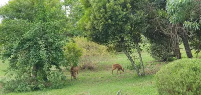 two animals grazing in a field with trees at DaGama Dam - White River - Martial Eagle - C23 in Swartfontein
