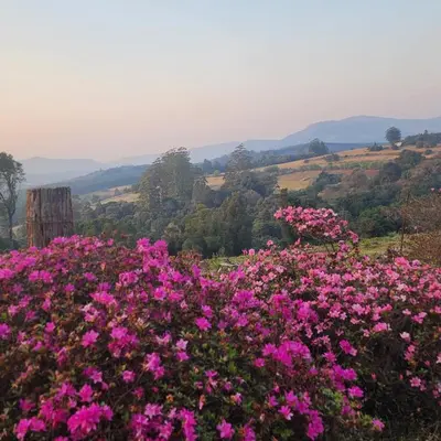 a field of pink flowers with mountains in the background at Country Cottage in Koppie Alleen