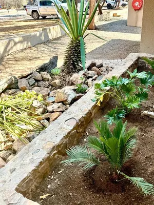 a rock garden with a palm tree and plants at Mabalingwe Nature Reserve - Elephant Lodge - Tjaila in Bela-Bela