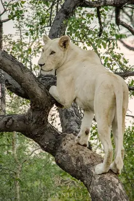 a white lion standing on a tree branch at Elandela Private Game Reserve and Luxury Lodges Pty Ltd in Hoedspruit