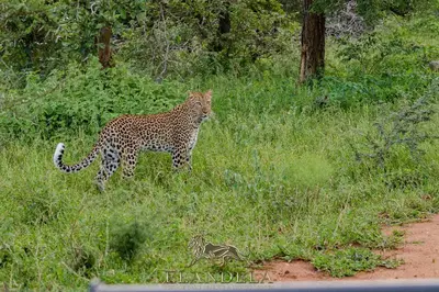 a leopard standing in the grass next to a road at Elandela Private Game Reserve and Luxury Lodges Pty Ltd in Hoedspruit