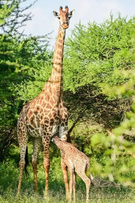 a giraffe and a baby giraffe standing in a field at Elandela Private Game Reserve and Luxury Lodges Pty Ltd in Hoedspruit