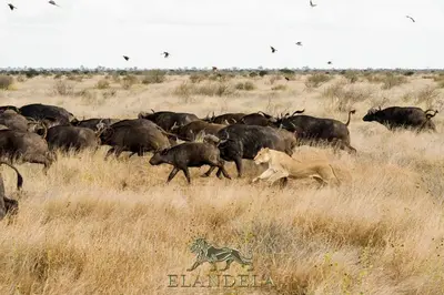 a lion chasing a herd of buffalo in a field at Elandela Private Game Reserve and Luxury Lodges Pty Ltd in Hoedspruit