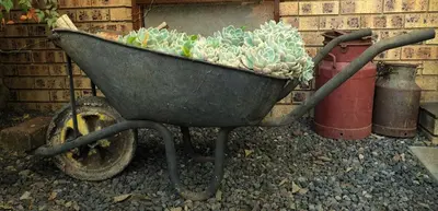 a wheelbarrow full of cacti and plants in it at Revenir in Middelburg
