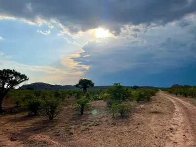 a dirt road in the middle of a field with trees at Kaoxa Bush Camp in Alldays