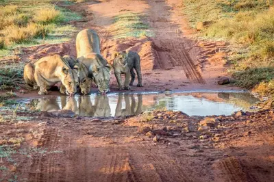 a group of lions drinking water from a dirt road at The Riverine Lodge in Welgevonden Game Reserve