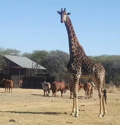 a giraffe standing in front of a group of animals at Grootgeluk in Naboomspruit