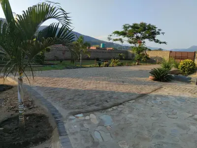 a palm tree sitting next to a brick road at Kanganyisa guest house in Tzaneen