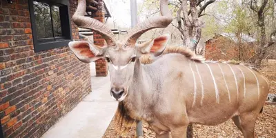 a goat standing next to a brick building at Lions Gate in Marloth Park