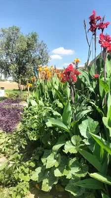 a garden with red flowers and green plants at Ador Lodges in Midrand