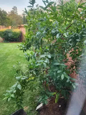a green bush in a garden with a yard at Olympia in Pretoria