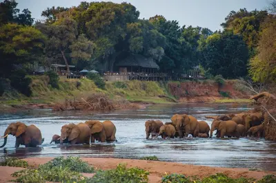 a herd of elephants crossing a river at Pafuri Camp by RETURN Africa in Makuleke Contract Park
