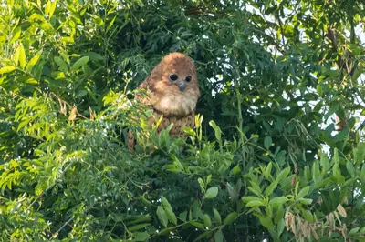 a small owl sitting in the top of a tree at Pafuri Camp by RETURN Africa in Makuleke Contract Park