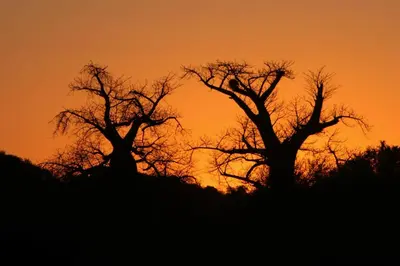 two trees silhouetted against an orange sky at sunset at Pafuri Camp by RETURN Africa in Makuleke Contract Park