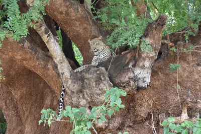 a leopard sitting on top of a tree at Pafuri Camp by RETURN Africa in Makuleke Contract Park