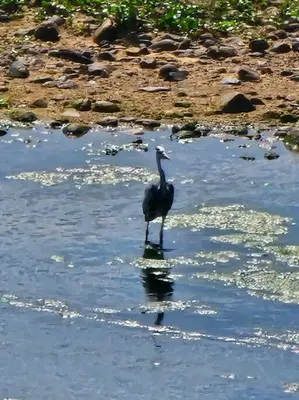 a bird standing in the middle of the water at Kruger Amani Bush Retreat in Marloth Park