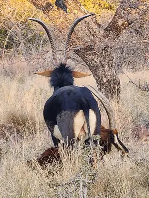 an animal with long horns standing in the grass at Verloren Lodge in Modimolle