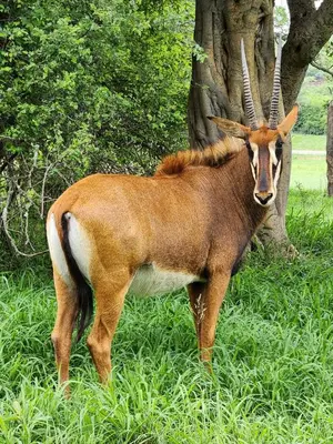 a gazelle standing in the grass next to a tree at Verloren Lodge in Modimolle